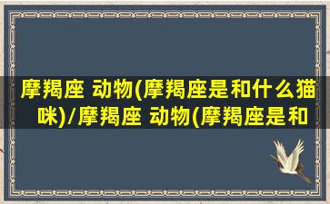 摩羯座 动物(摩羯座是和什么猫咪)/摩羯座 动物(摩羯座是和什么猫咪)-我的网站